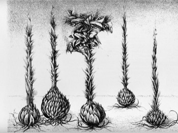  Gemeiner Keulendürz aus der Serie Pflanzen , 1985, Lithograpie, 21,5 x 28 cm 